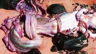 ШОК! В Мексике нашли мертвую русалку