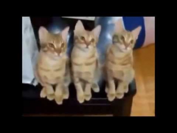 Смешные кошки ролики с кошками Funny Cat Cats Animal смотреть 2014