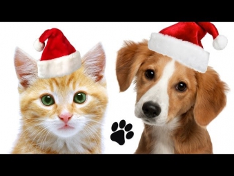 Make A Paw Print Christmas Ornament For Your Pet