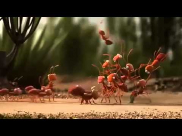 мультфильмы для взрослых видео команда муравьев.