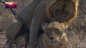 Lion in Love | Mating Lions | 2014 HD