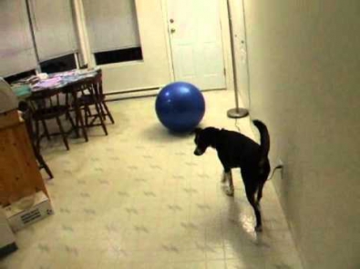 Lucy Playing Treibball (herding ball or push ball) in the house