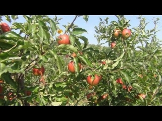 Органический сад (малина, фундук, кизил, яблоня) в Фермерском хозяйстве Петухова В.А.