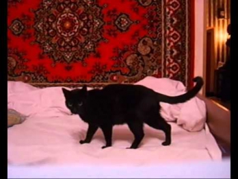 Кошка Клякса - Нежить