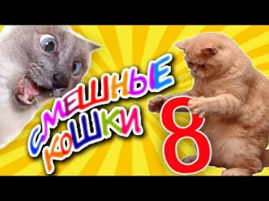 Смешные кошки 8 ● Приколы с животными лето 2014 - коты ● Funny cats vine compilation ● Part 8