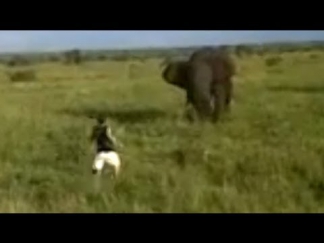 Drunk Man Charges A Wild Elephant