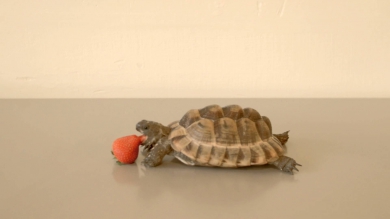 This Tortoise Could Save a Life - Ft. Alan Rickman