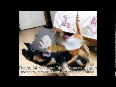 смешные коты и кошки видео смотреть онлайн бесплатно новые серии много funny cats videos to watch on