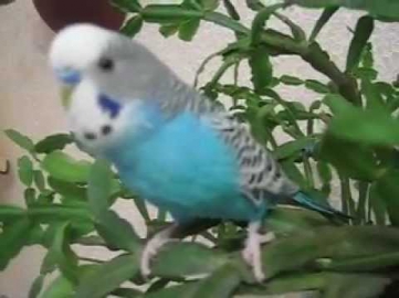 Говорящий попугай-Иннокентий