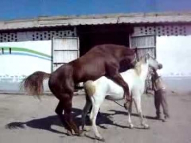 Atların çiftleşmesi 2