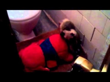 Скрытая камера ХD Девушки в общественном туалете
