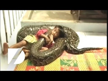 Python snake pet kid rides giant python