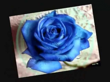 Frequenz - Синие розы (ты смеялась надо мной)