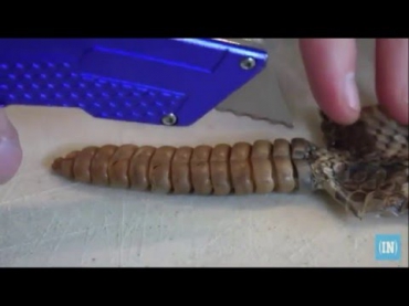 Что у гремучей змеи в погремушке? / What's inside a Rattlesnake Rattle?