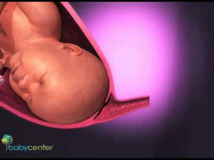 Взгляд на беременность изнутри_ роды. Видео 3D.flv
