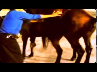 For Mating Young Donkey and Horse sexanemals سكس حيوانات جماع حيوانات