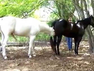 Смотреть спаривание лошадей, Black and White Horses Mating Bests of HORSE MATING