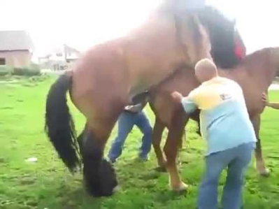 Спаривание коня и лошади +18 ( эротика порно )