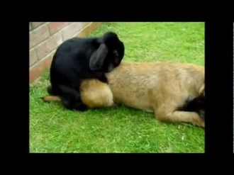 Rabbits Raping Cats & Dogs