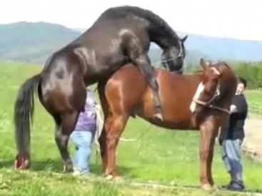 Конь трахается