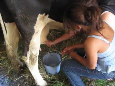 Dominican girl milks a Polish cow