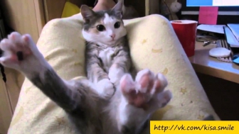 Прикольные фото и видео с кошками кот прикол, приколы кошки смотреть бесплатно онлайн