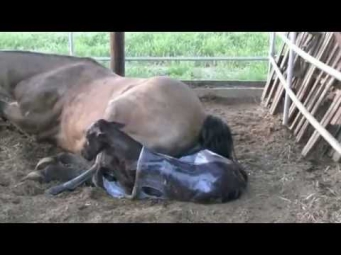 Лошадь рожает жеребёнка!!! Посмотрите!!!