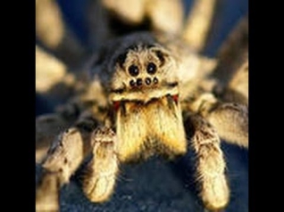 Нашествие ядовитых пауков в Англии . The invasion of poisonous spiders in England.