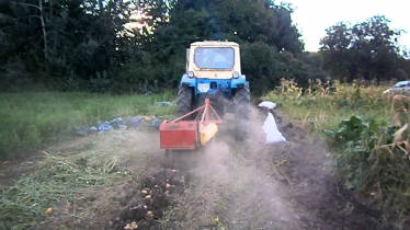 Трактор ЮМЗ копает картофель польской картофелекопалкой. UMZ Tractor digging potatoes Polish Potato.