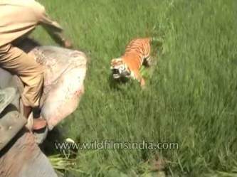 Tiger charges at man riding elephant