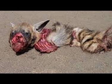 Male lion kill baby hyena - ARCHENEMY!!!