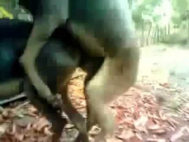 Sex СПАРИВАНИЕ ОСЛА С ЛОШАДЬЮ Successfully mating of donkey and horse pairing