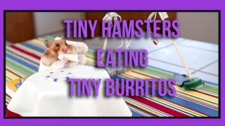 Tiny Hamster Eating Tiny Burritos (Ep. 1)