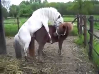Секс Horses Mating With Pony Спаривание Лошади С Пони187