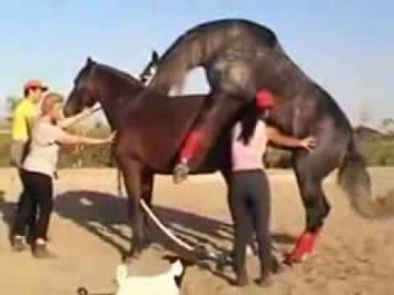 Atların ilginç çiftleşmesi (Amazing horse mating)