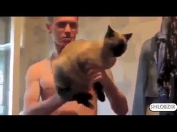СМЕШНЫЕ КОШКИ Подборка Самых Смешных Видео про Кошек и Котов!