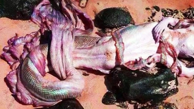 ШОК! В Мексике нашли мертвую русалку. Русалка на берегу