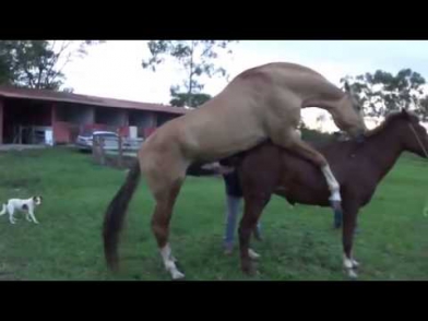 Atlarin seksi guzel bir video ARMAGEDON COBRINDO A PAULISTINHA