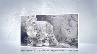 Фото животных Красной книги России Снежный барс